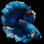 Betta Fish Live Wallpaper FREE 1.1 APK Mod