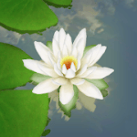3D Lotus Pond Live Wallpaper v 2.0